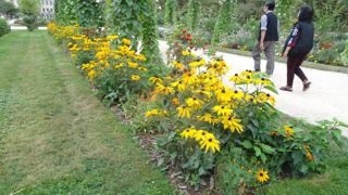 Les massifs ont souffert de la pluie en 2021 mais certains massifs ont bien tiré leur épingle du jeu. Ici Echinacea ‘Indian Summer’ au Jardin des plantes du Muséum national d’Histoire naturelle, à Paris.©R. Pichot